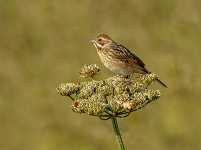 Female Reed Bunting On Hogweed