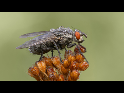 Flesh Fly On Soft Rush_