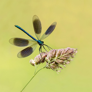 Banded Demoiselle