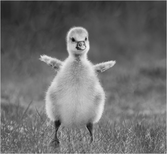 Gosling Standing Tall