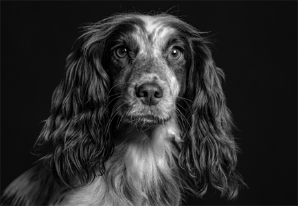 Did Someone Say 'Walkies'?