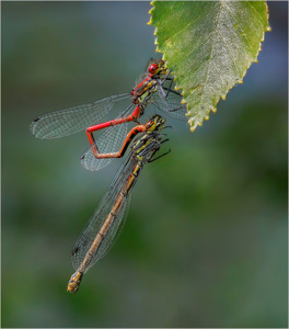 Damselfly Mating
