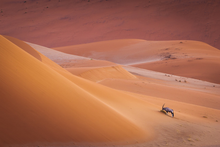 Oryx In The Namib Desert