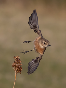 Female Stonechat In Flight