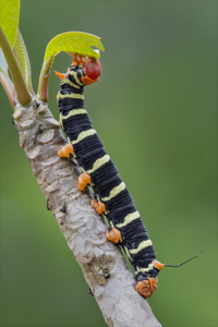 Frangipani Caterpillar