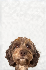 Did Somebody Say WALKIES