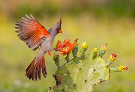 Pyrrhuloxia Landing On Flowering Cactus