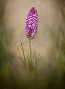 Print - Pyramidal Orchid