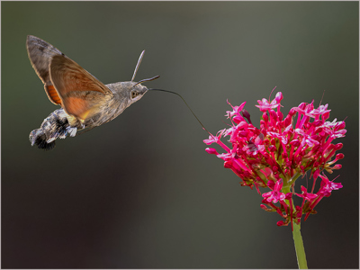 Hummingbird Hawk Moth
