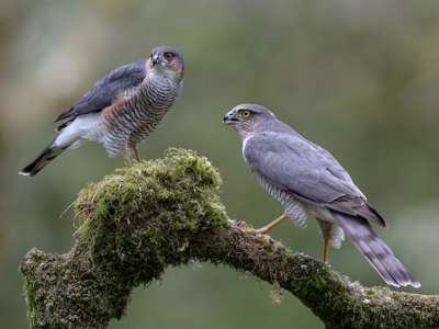 Male And Female Sparrowhawk