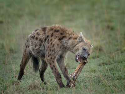Hyena