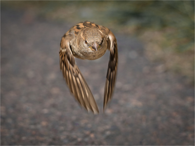 Sparrow In Flight