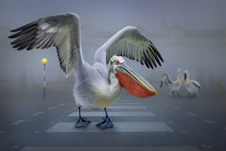 Pelican Crossing