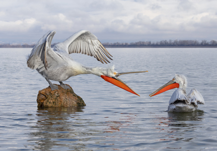 Pelican Dispute