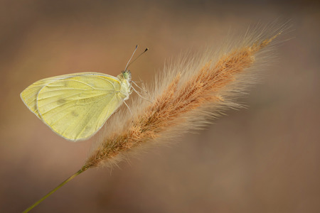 Cabbage White Butterfly On Silver Torch Cactus