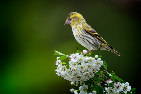 European Siskin On Hawthorn Blossoms