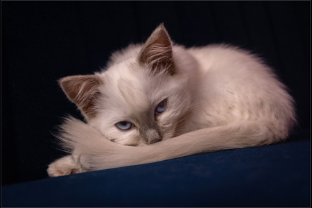 Birman Kitten