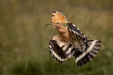 Hoopoe With Food For Chicks