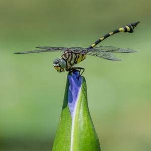 Club Tailed Dragonfly