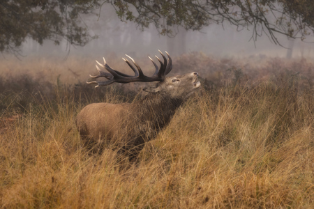 Bellowing Deer