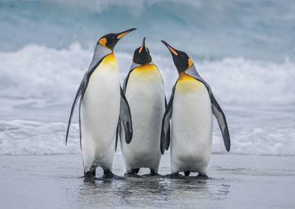 King Penguin Trio