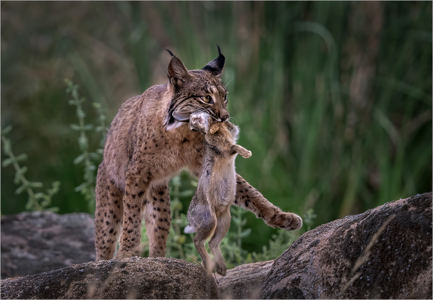 Iberian Lynx Successful Hunt At Dusk