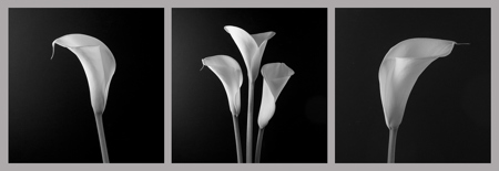 Calla Lilies