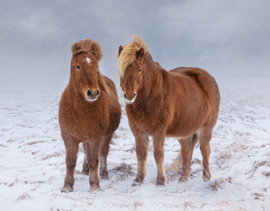 Icelandic Horses