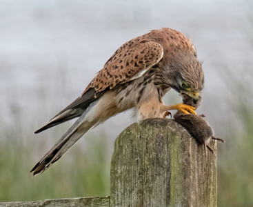 Kestrel With Prey, Rspb Fowlmere