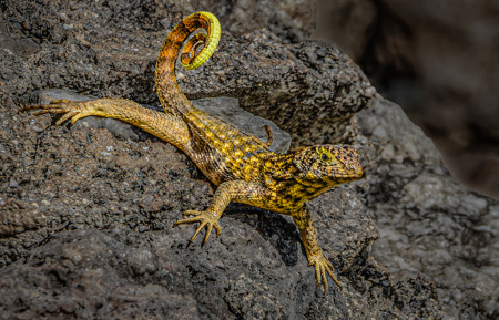 Cuban Curly Tail Lizard