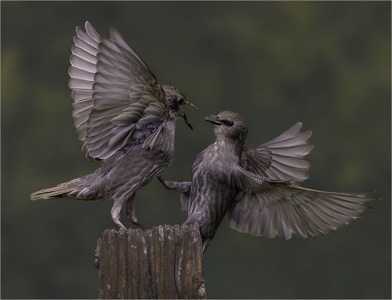 Starling Squabbles
