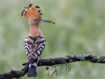 Hoopoe With Grub
