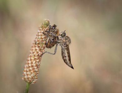 Robberflies
