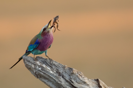 Lilac-Breasted Roller With Frog