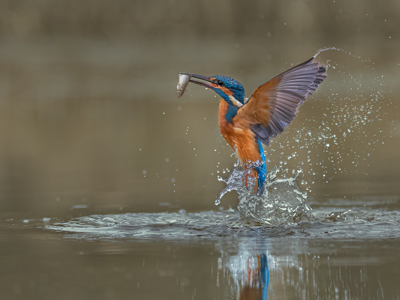 Kingfisher Emerging With Minnow