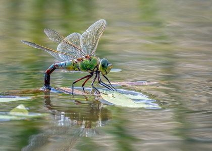Emperor Dragonfly Ovipositing