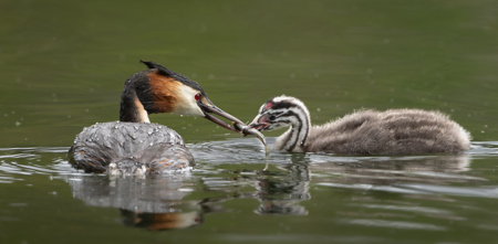 A Grebe Feeding His Chick