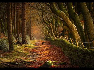 Autumnal Upper Moor, Derbyshire