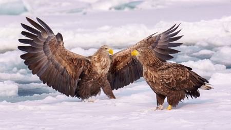 White-Tailed Eagles