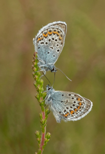 Silver Studded Blue