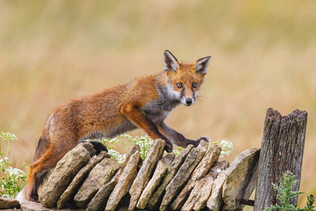 Inquisitive Fox