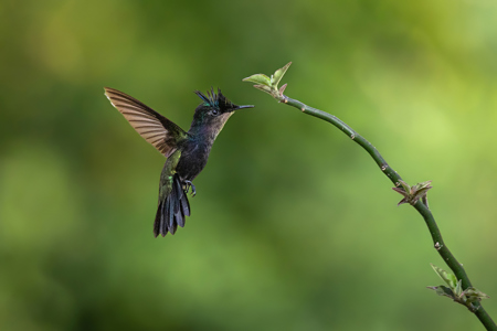 Antillean Crested Hummingbird