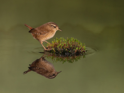 Wren Reflection