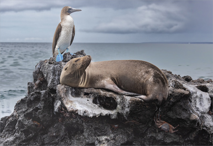 DISTRACTED BLUE FOOTED BOOBIE, SEALION AND CRAB