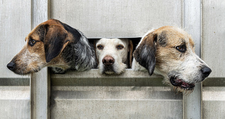 Looking Left, Right And Straight Ahead