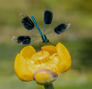 Banded Demoiselle On Lily