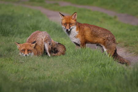 Fox Pair