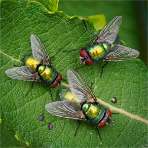 Greenbottle Flies