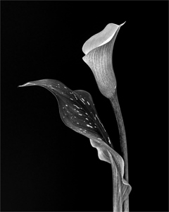 Calla Lily
