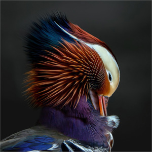 Preening Mandarin Duck
